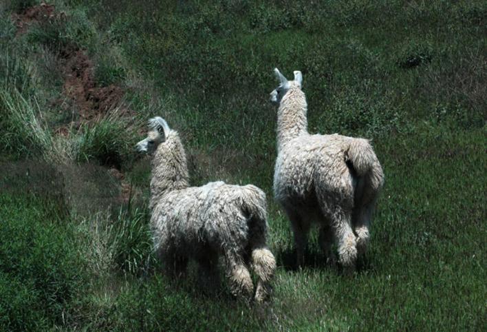 Estancia Colome Molinos Eksteriør billede